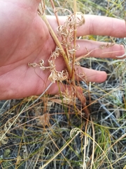 Kitagawia baicalensis