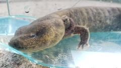 Necturus maculosus