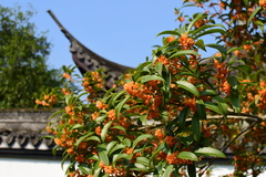 Osmanthus fragrans aurantiacus