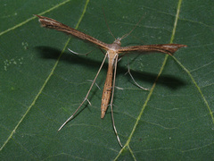 Stenoptilia pneumonanthes