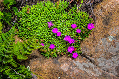 Delosperma lavisiae