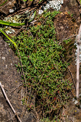 Delosperma lavisiae