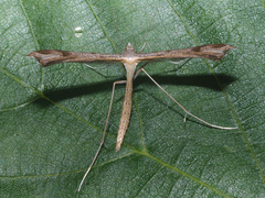 Stenoptilia pneumonanthes