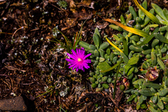 Delosperma lavisiae