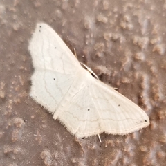 Scopula umbilicata
