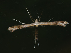 Stenoptilia pneumonanthes
