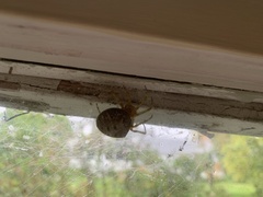 Araneus cavaticus