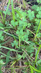 Oxalis dillenii