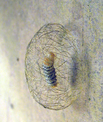 Noctuoidea