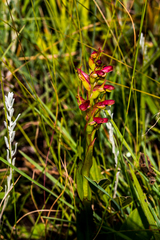 Disa brevicornis