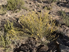 Lasiosiphon polycephalus