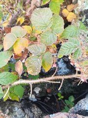 Rubus sachalinensis