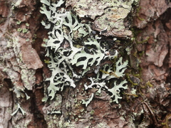 Parmelia squarrosa