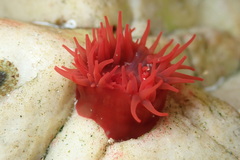 Actinia tenebrosa