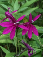 Lobelia × speciosa
