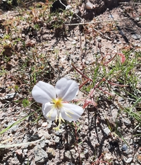 Oenothera pallida
