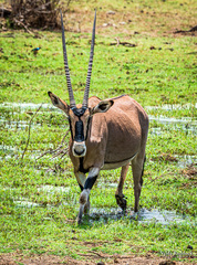 Oryx beisa beisa