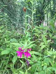 Lobelia × speciosa