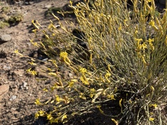 Lasiosiphon polycephalus