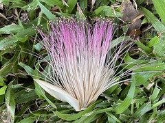 Barringtonia asiatica