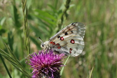 Parnassius apollo