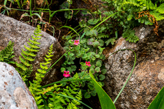 Jamesbrittenia breviflora