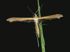 Stenoptilia pterodactyla