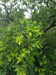 Diospyros texana