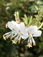 Oenothera gaura