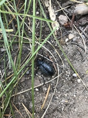 Cypherotylus californicus