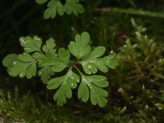 Geranium robertianum