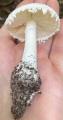 Amanita longipes