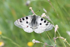 Parnassius apollo