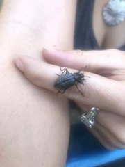 Cypherotylus californicus