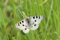 Parnassius apollo
