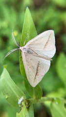 Lychnosea intermicata