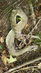 Heterodon platirhinos