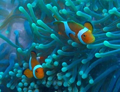 Amphiprion ocellaris