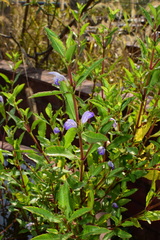 Hygrophila ringens