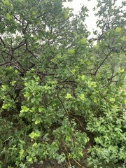 Diospyros texana