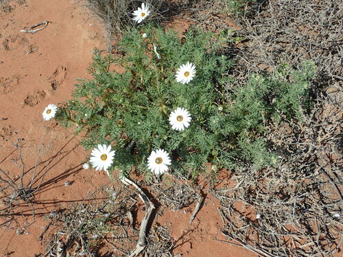 Image of Ursinia speciosa by no rights reserved