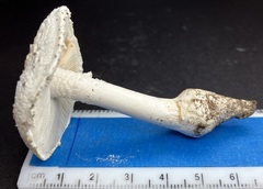 Amanita longipes