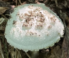 Amanita longipes
