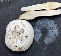 Amanita longipes