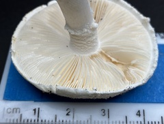 Amanita longipes