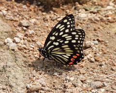Hestina assimilis