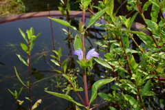 Hygrophila ringens