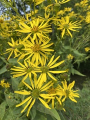 Silphium