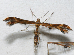 Oxyptilus pilosellae