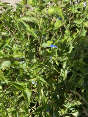 Commelina diffusa
